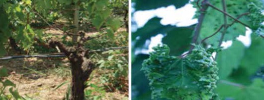 Bağ filokserası nedeniyle bir kolu uyanmamış asma, Bağ filoksera’sının yapraktaki zararı,